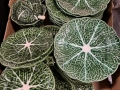 IMG-20250911-WA0031